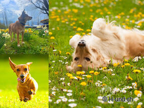 Frühlingserwachen mit Hund