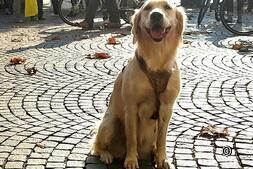 Luoghi dimenticati: scoprite la Svizzera con un cane