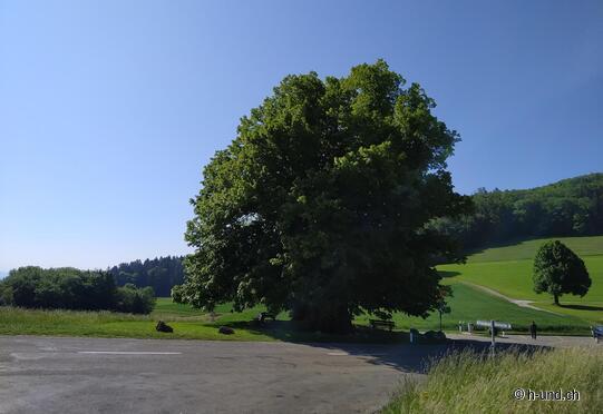 Tiglio tiglio - intriso di leggenda